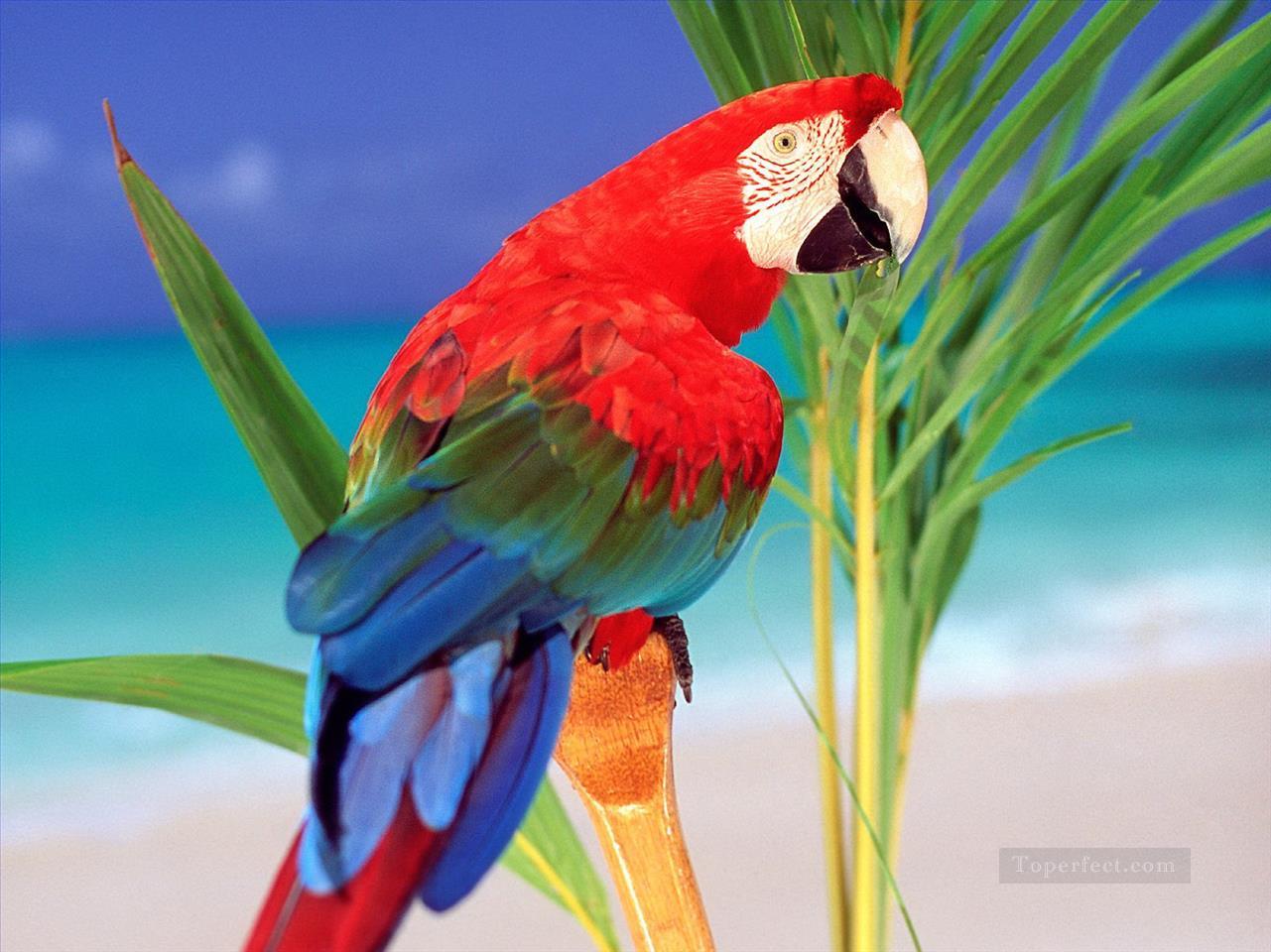 parrot photograph birds Oil Paintings